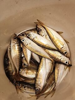 Вечер до заката: пилькер 4 г принёс «толстую» ставриду на выбросе