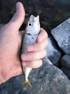 Имеретинка, Фишт: вечер «отборной» ставриды до заката, потом средняя и мелкая