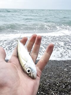 Сочи, ветер и дождь: ловля на пляже вместо камней, тяжёлая проводка, но ставрида