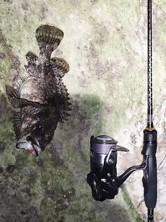 Сочи, мини-отпуск: ночные выходы 9–10 числа, скорпена 520 г и горбылик 480 г