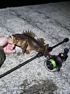 Ялта, ночной визг фрикциона: две скорпены и сход могучего, похожего на горбыля