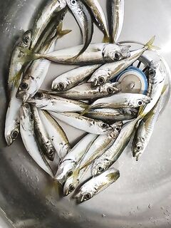 Сочи-парк, отводной: слабый клёв, маракуйя и мелкие твистеры на крючке