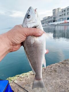 Адлер, 10 дней подряд: ставрида по расписанию, барабулька и горбылик на донку