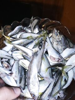 Лермонтово с лодки: крупная ставрида, у берега кукушка и скорпена