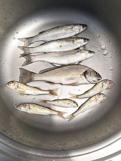 Адлер, 10 дней новичка: донка с морским червём помогла — спасибо за обучение