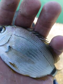 Утро без барабульки: бычки и скорпена по пальцу, карась «пятачок» досаждает