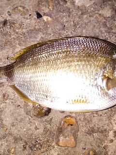 Вечер «отдай спиннинг»: крупный карась на выбросе, фрикцион визжал