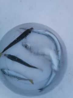 Сейчас ставридка лучше всего реагирует на микроджиг