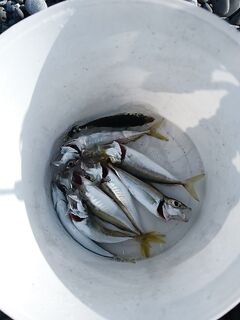 Утро 6–8: немного, но крупно: ставридка на пилькеры 3 г