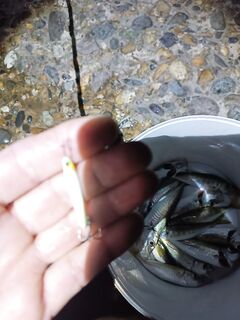 Вечер 20:00–21:30: средняя ставридка на пилькер 3 г