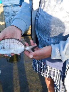 Ялта, последние дни отдыха: две неизвестные рыбы, поймал и отпустил