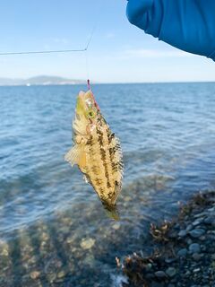 Идентификация улова: помогите понять что за рыбки на фото