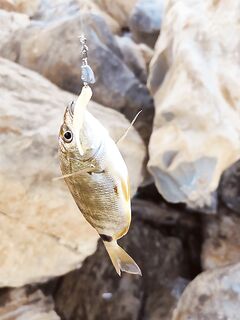 Джубга, 5:30–6:30: на рассвете силикон, после солнца клев встал