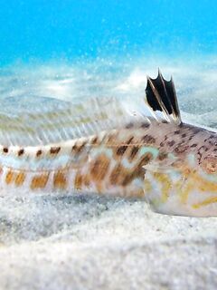 Опасная рыба: одна из самых ядовитых — руками не трогать