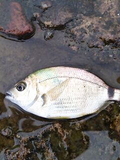 Утренний контроль: карась один в один, перед травой, волна растёт