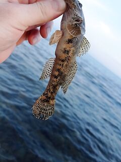 Ольгинка расширяет арсенал: добавил новые приманки и монтажи