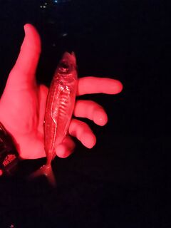 Сочи, вечер 19:30–21:30: раздача на соседней буне и ноль сходов на серую приманку