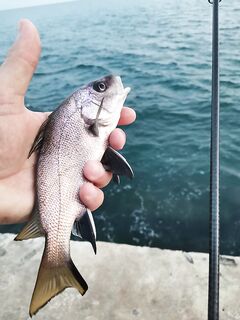 Ночная «закрытая» буна: горбылик, карась, ставрида — стабильный размер