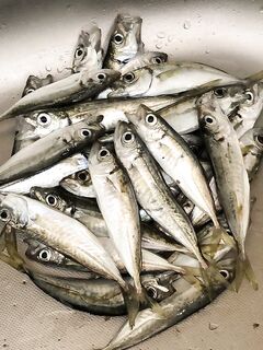 Под Севастополем вечером: мелочь, но на жарёху хватило — Tict до 1,5 г