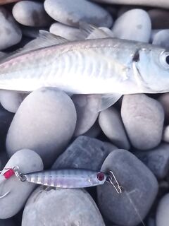 Стая подошла: дистанция 25–30 м — есть контакт