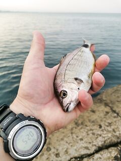 Пляж «Заря»: восточное течение, техас 1,5 г, до десятка карасей