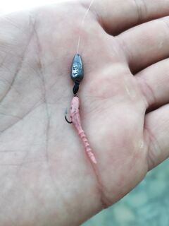 Пляж, дневные подходы ставриды: техас от 1 г спасает от зацепов