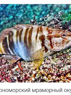 Сапборд 100–300 м: ставрида молчала, пилькер 7 г дал неожиданную рыбу