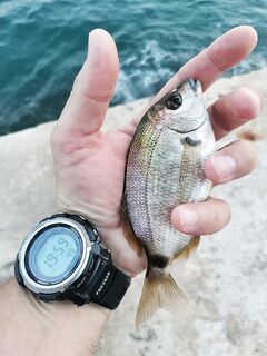 Нелегкий вечер: съеденная резина, два недомерка карася и одна ставридка