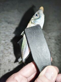 Новороссийск, мол с маяком: ставридка до 10 см, мормыха 1 г, медленная равномерка