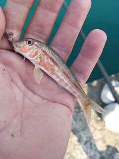 Днём пляж, ночью буна: мелочь в темноте, днём карась и барабулька на каждой