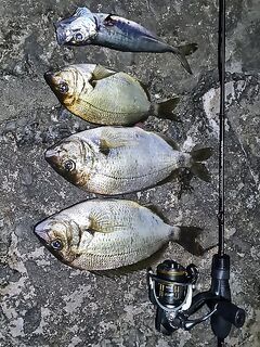 Волна не помешала: ерш, бычок, «нано ван лонг се» и жирная ставрида к полуночи