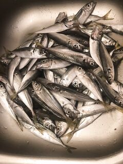 Сочи, ночная рыбалка на буне: пик в 23:30, Korzo до 2 г и Maria Stretch 1,8