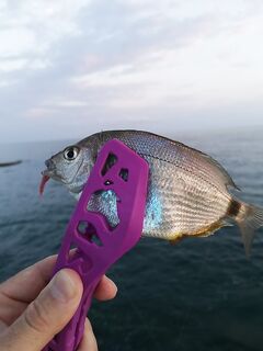 Полнолуние после 21:30: ставридки до темноты и пара крупных карасей на вечер