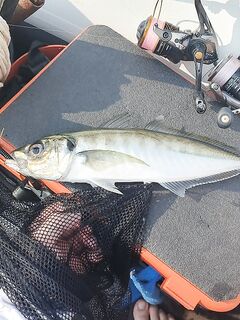 Форос: рекордная ставрида 36 см и 360 г на чебурашку 2.5 г с белой «химерой»