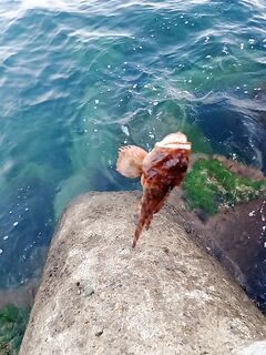 Вечер с камней: мормышка 0.4–1 г, белый «червь» и ставрида с ершами в прилове