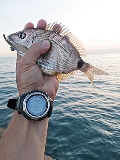 Последний день на северном берегу: карась в темпе и наблюдения по бомбарде