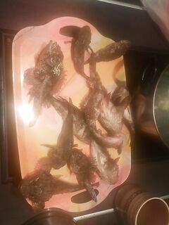 Лазаревское на креветку: рыбалка у берега с простыми насадками и короткой паузой