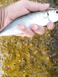 На буне с семьёй: креветка, червь и ставридка — Лазаревское без лишнего пафоса