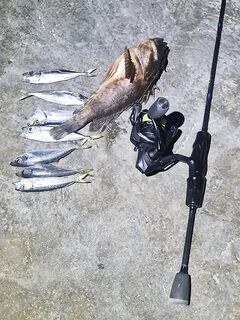 Ялта, ночной час активности: бомбарда 3 г, маракуя и ставрида у дна