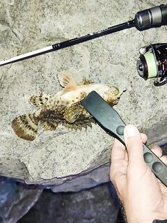 Лоо, Нижняя Хобза: бомбарда 3 г, голова 0,5 г — меньше сходов после полуночи