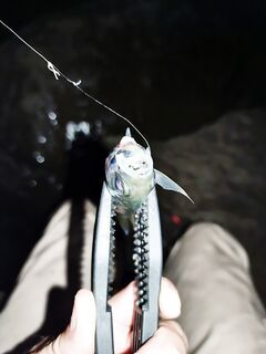 Нижняя Хобза, Лоо: рыбалка на ставридку 1–1,2 г, резкие рывки и секундная пауза