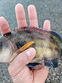 Пилькер 5 г игнорят, резина с тяжёлым грузом ловит: выбор проводки с берега