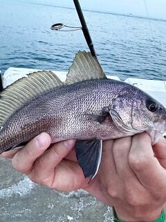 Пилькер не идёт, а резина ловит: рыбалка на Чёрном море с выбором приманки