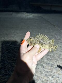 Хоста, вечерний отчёт: рыбалка на волне с осторожным клёвом у камней