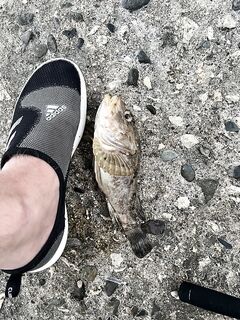 Хоста, утро 4:00–8:00: фиксирую интервал — нужна детализация по приманкам и точке