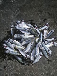 Ялта с берега, мормышка 0,2 г: компактная подача на ближней бровке — рыба реагирует