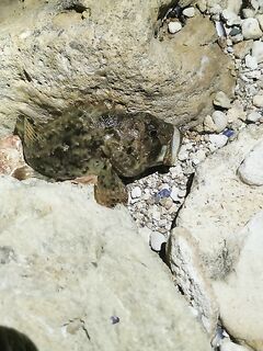 Севастополь, ночной выход: только скорпена, рачки 2″ лучше, 1,6″ — ерши на размер приманки