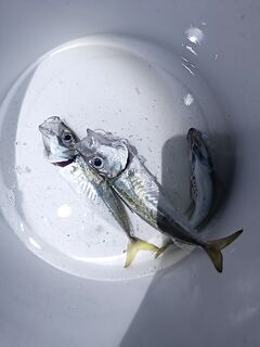 Выход «в петли»: ветер, три обрыва плетни за час — пилькер 1 г и расстроенная шпуля