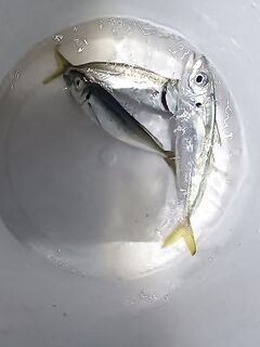 Полтора часа экспериментов: три ставридки и сходы на пилькер, слаги не зашли