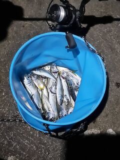 Ялта, почти мормышинг: спиннинг до 1 г, груз 0,2 г, рыба кишит под берегом и ерши на 3 г